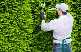 The Benefits of Planting a Hedge