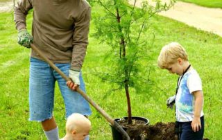 Planting Trees the Proper Way