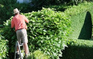 Ways to Maintain Hedges