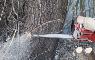 The Need and Process of Cutting Trees