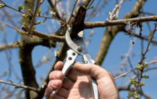 Pruning your Cherry Trees - The Basics