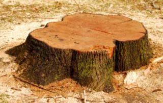 5 Ways a Homeowner Can Remove Unsightly Stumps