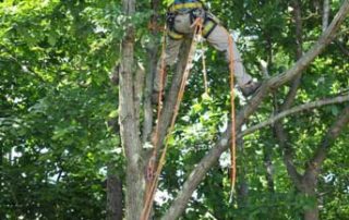 How to Care for Your Emerald Ash Borer