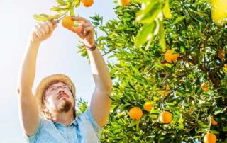 Fruit-Bearing Trees May Not Be the Best Backyard Idea