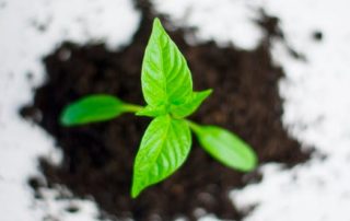 Best Times to Plant Trees