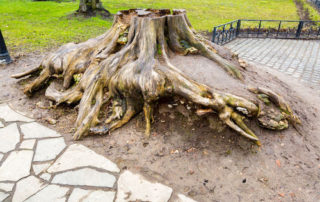 When to Remove a Tree Stump