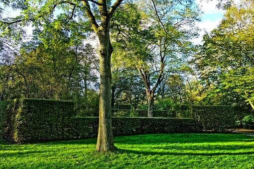 Secrets to Keep Hedges in Top Shape