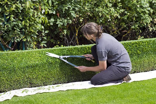  Secrets to Keep Hedges in Top Shape