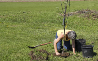 Is Spring a Good Time to Plant Trees