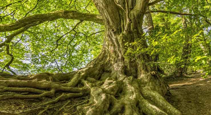 how-far-do-tree-roots-grow-down-arbor-day-blog