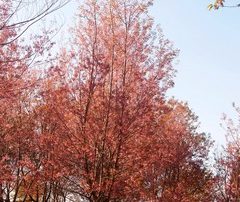 Five Tips to Prepare Your Tree for Fall