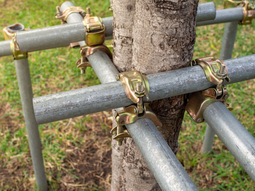 Tree Supporter Bracing and Protecting The Trees with The Steel Pipes