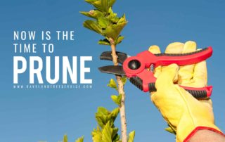 Now-is-the-time-to-prune