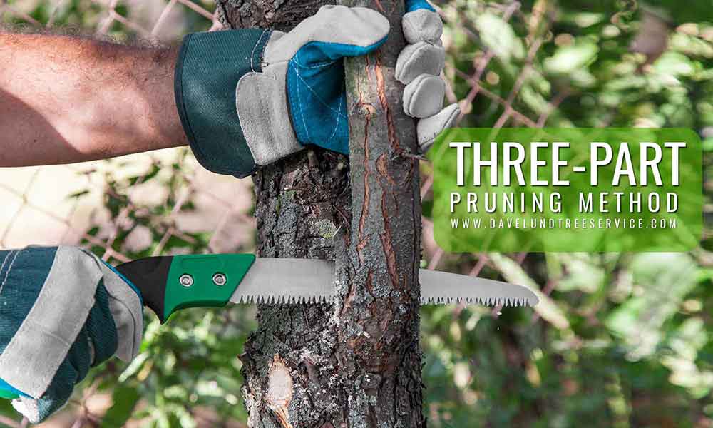 Three-part-pruning-method