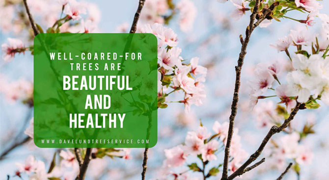 well-cared-for-trees-are-beautiful-and-healthy