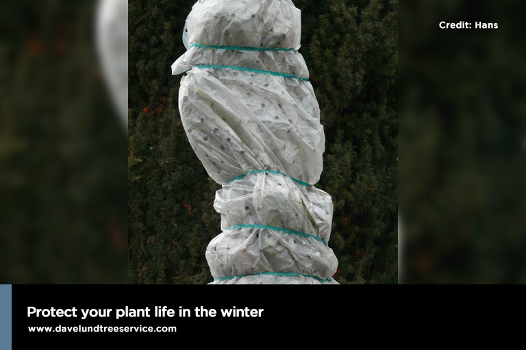 protect your plant life on the winter