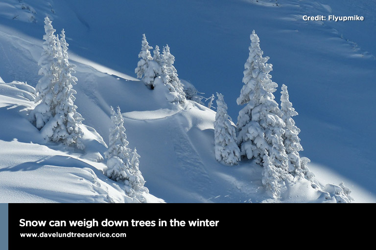 weigh down trees in the winter