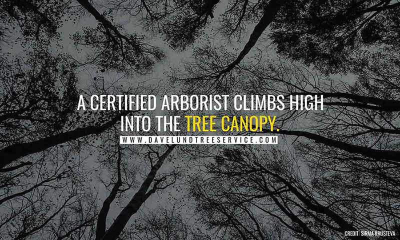 a certified arborists