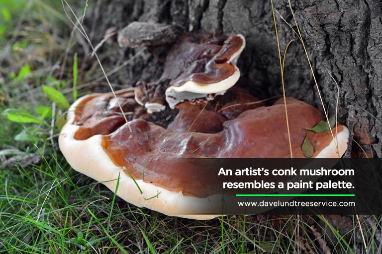 An artist’s conk mushroom resembles a paint palette.