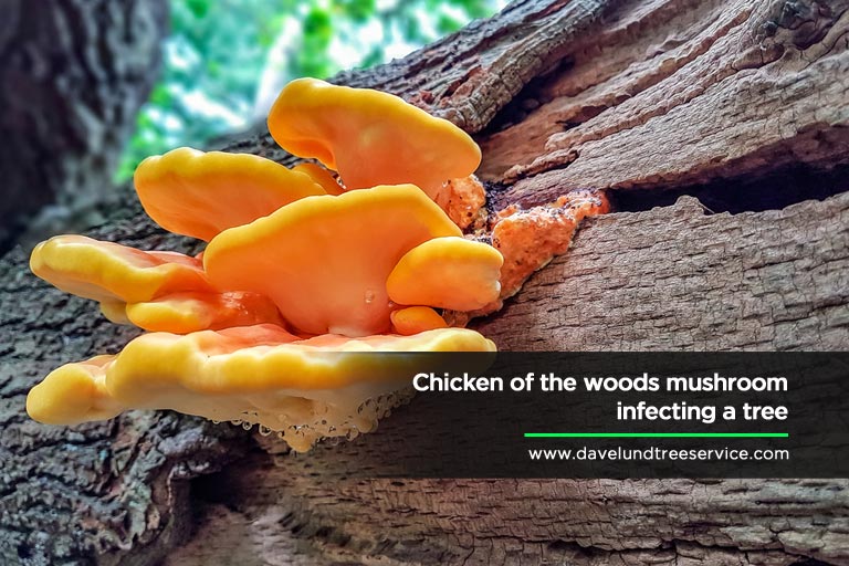 Chicken of the woods mushroom infecting a tree