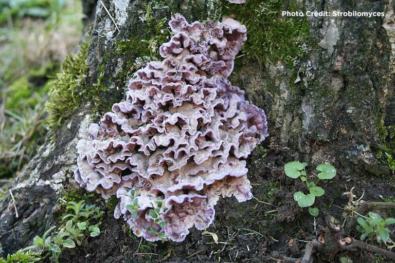 This fungus causes silver leaf disease in many fruit trees.