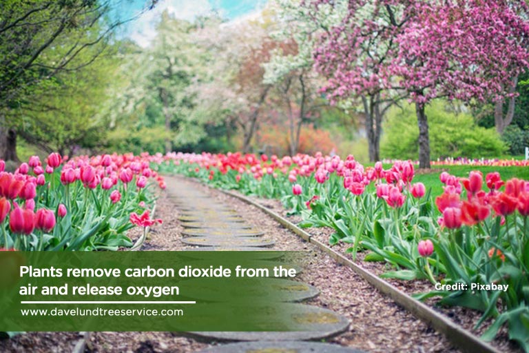 plants remove carbon dioxide