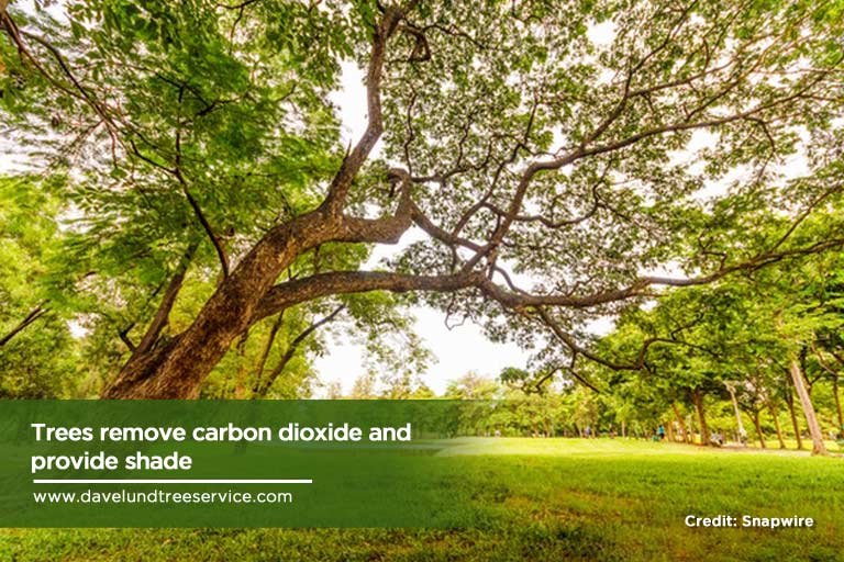 trees remove carbon