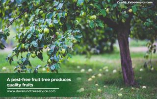 A pest-free fruit tree produces quality fruits