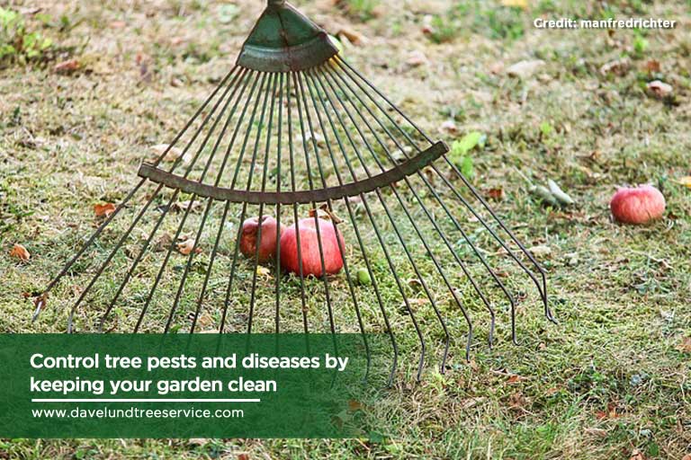 Control tree pests and diseases by keeping your garden clean