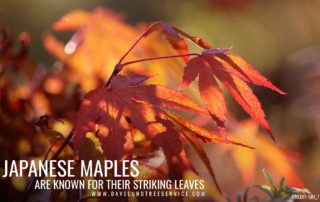 japanese maples