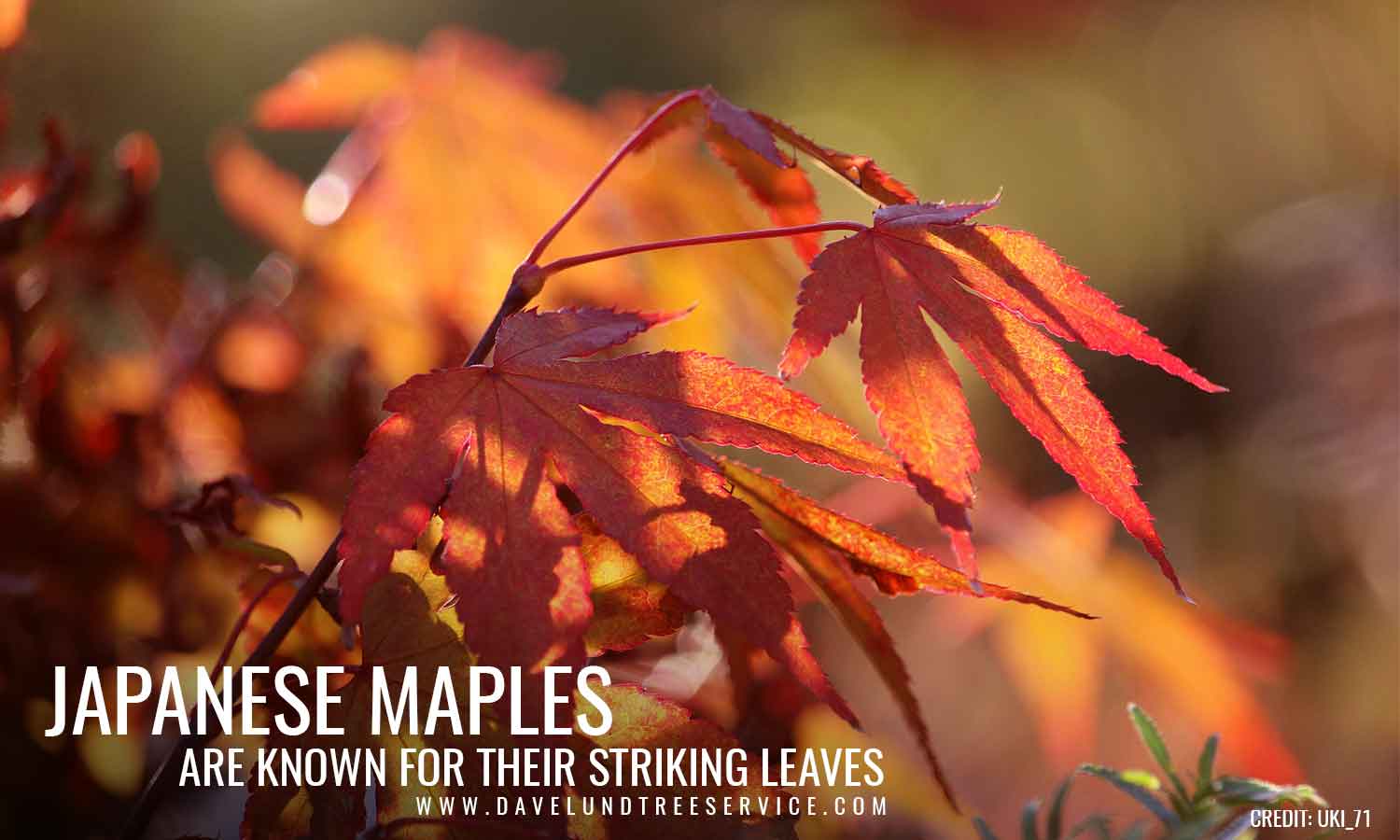 japanese maples