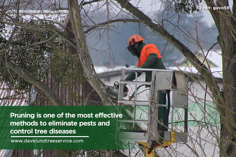 Pruning is one of the most effective methods to eliminate pests and control tree diseases