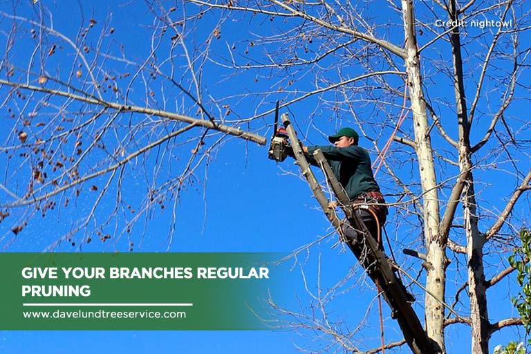 Protecting Your Trees from Storm Damage