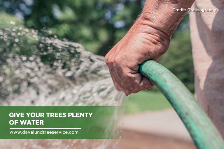 Protecting Your Trees from Storm Damage