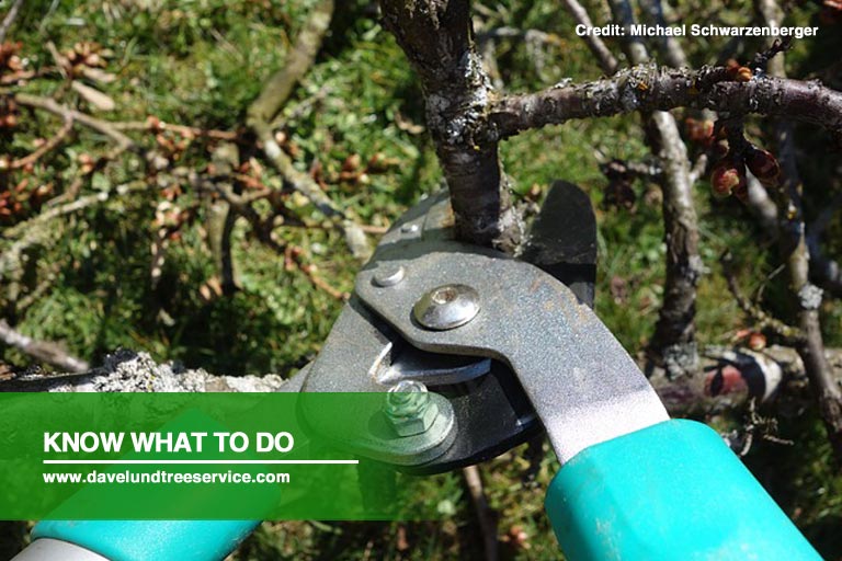 How to Assess Trees for Possible Risks