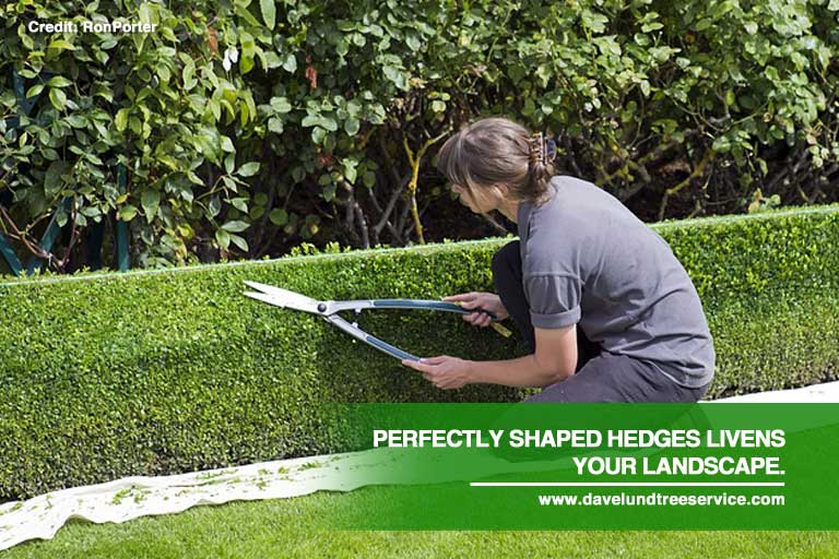 Pruning Tips: Keeping Your Hedge in Perfect Shape