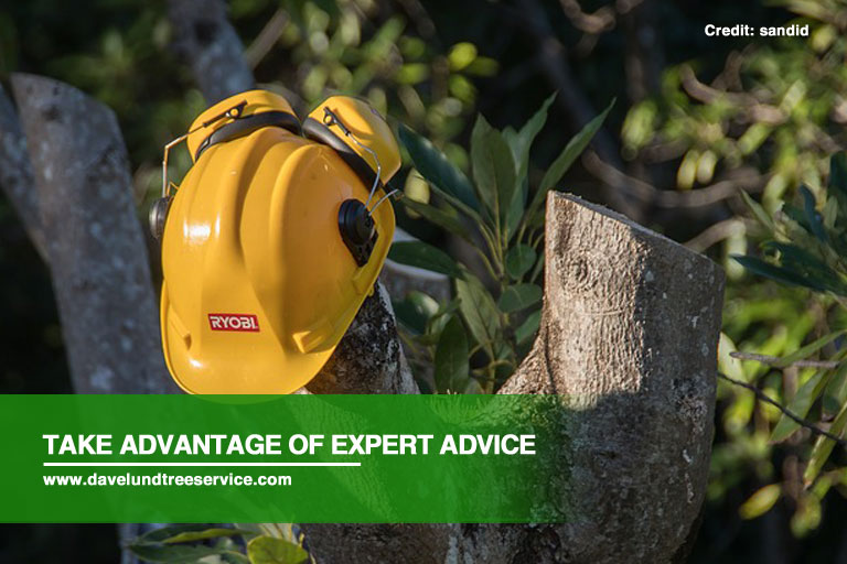 How to Assess Trees for Possible Risks