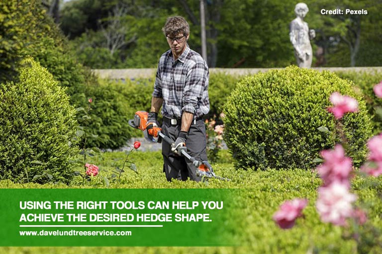 Pruning Tips: Keeping Your Hedge in Perfect Shape