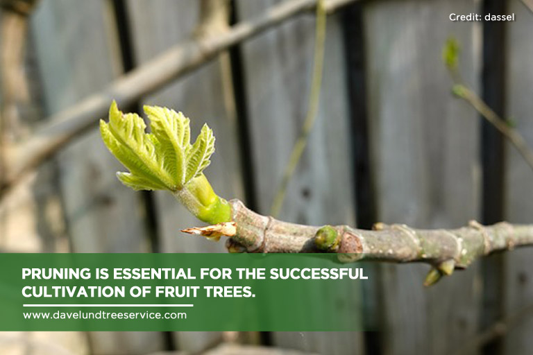 The Basics Of A Successful Fruit Tree Pruning