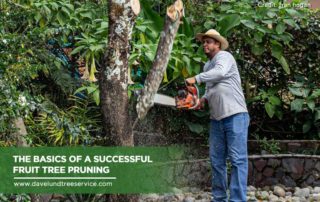 The Basics Of A Successful Fruit Tree Pruning