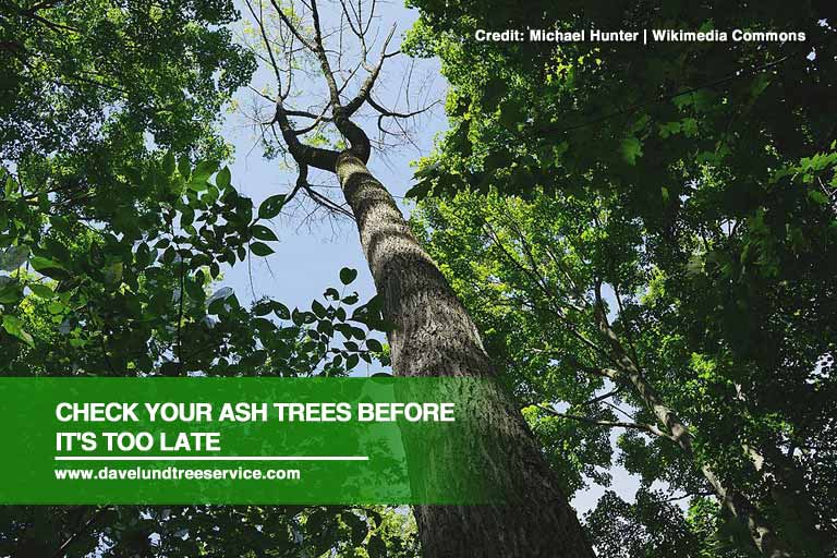 Causes and Treatments of Emerald Ash Borer Infestations