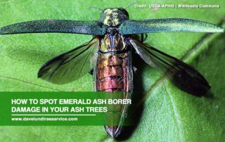 Causes and Treatments of Emerald Ash Borer Infestations