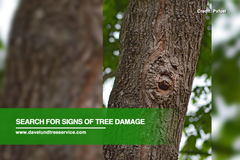 Causes and Treatments of Emerald Ash Borer Infestations