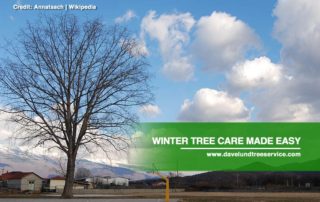 Winter Tree Care Made Easy