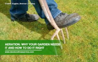 Aeration: Why Your Garden Needs It and How to Do It Right