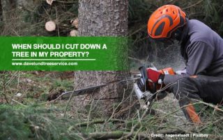 When Should I Cut Down a Tree in My Property?