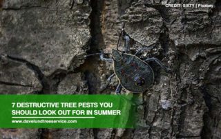 Destructive Tree Pests