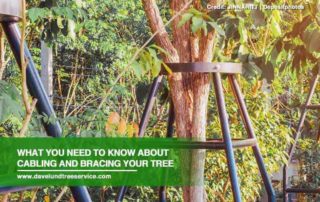 What-You-Need-to-Know-About-Cabling-and-Bracing-Your-Trees