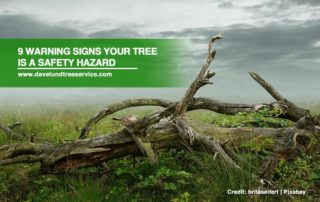 9 Warning Signs Your Tree is a Safety Hazard