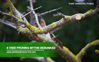 6-Tree-Pruning-Myths-Debunked